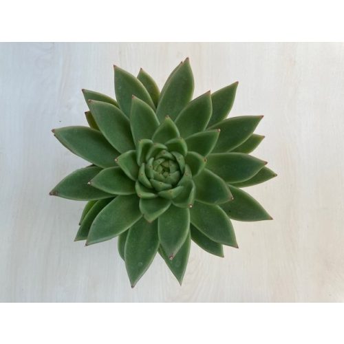 Echeveria agavoides - nagy