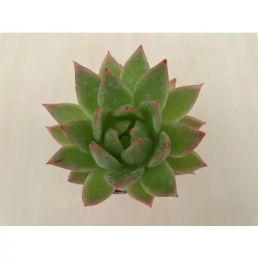 Echeveria agavoides