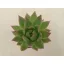 Echeveria agavoides