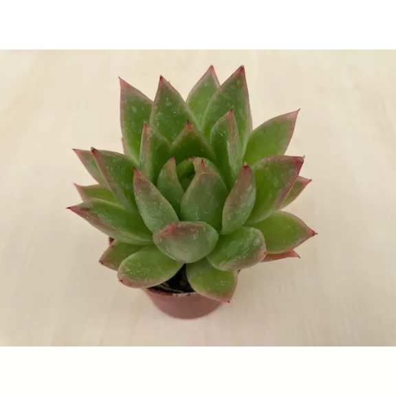 Echeveria agavoides