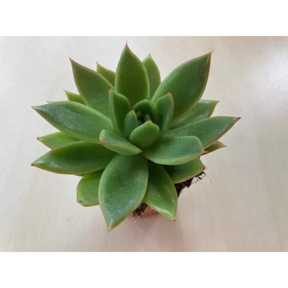 Echeveria agavoides