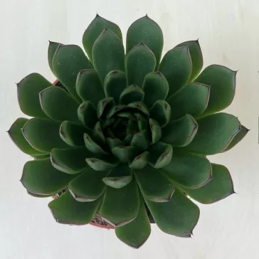 Echeveria agavoides 'Ami-Fiesta'