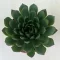 Echeveria agavoides 'Ami-Fiesta'