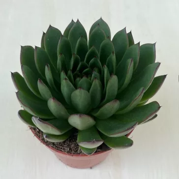 Echeveria agavoides 'Ami-Fiesta'