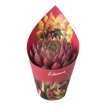 Echeveria agavoides 'Christmas' nagy méretű