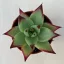 Echeveria agavoides 'Ebony'
