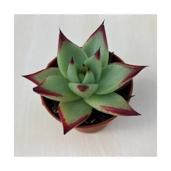 Echeveria agavoides 'Ebony'