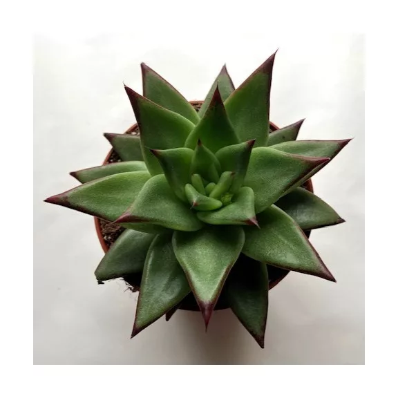 Echeveria agavoides 'Ebony' Echeveria agavoides 'Ebony'