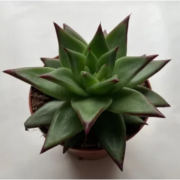 Echeveria agavoides 'Ebony'