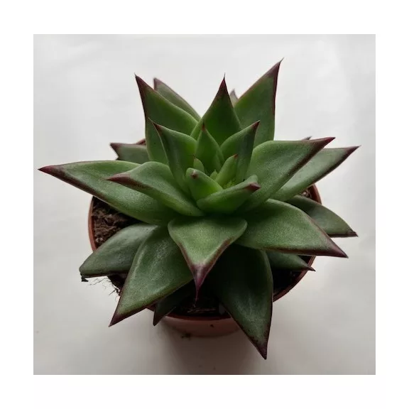 Echeveria agavoides 'Ebony' Echeveria agavoides 'Ebony'