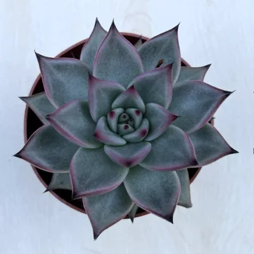 Echeveria agavoides 'Emerald'