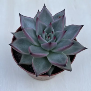 Echeveria agavoides 'Emerald'