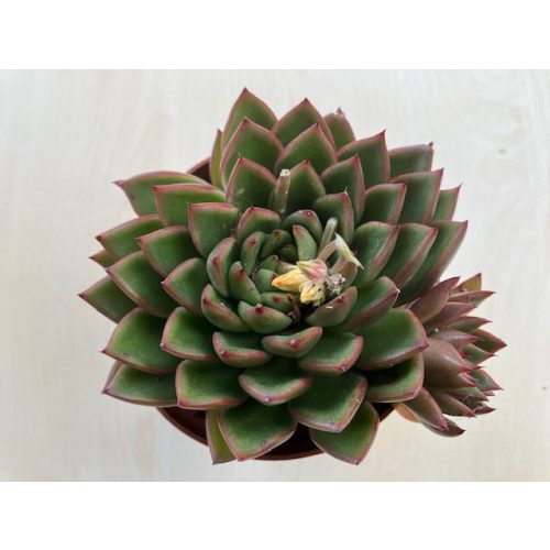 Echeveria agavoides hybrid