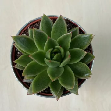 Echeveria agavoides hybrid