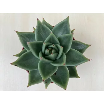 Echeveria agavoides 'Sirius'