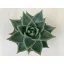 Echeveria agavoides 'Sirius'