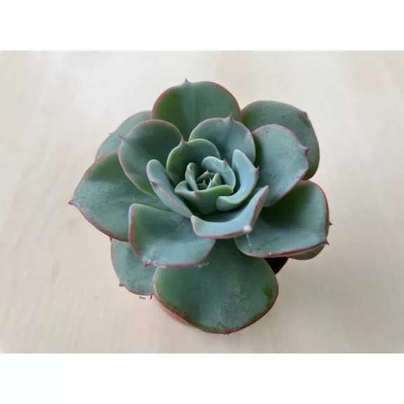 Echeveria 'Atlantis'