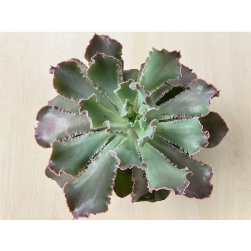 Echeveria Ballerina nagy méretű