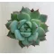 Echeveria 'Ben Badis'
