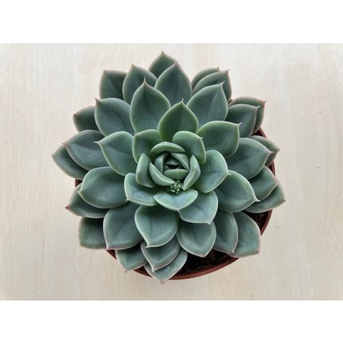 Echeveria 'Blue Atoll' 10 cm