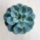 Echeveria 'Blue Atoll' 12 cm