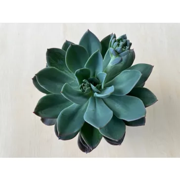 Echeveria 'Blue Princess' kicsi