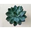 Echeveria 'Blue Princess' kicsi