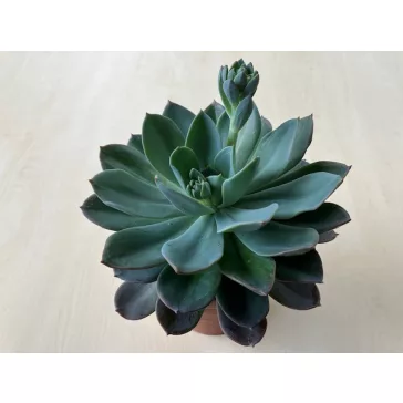 Echeveria 'Blue Princess' kicsi