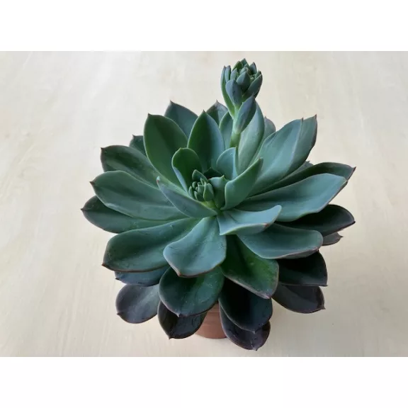 Echeveria 'Blue Princess' kicsi