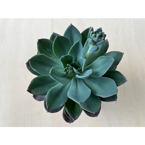 Echeveria 'Blue Princess' 12 cm