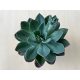 Echeveria 'Blue Princess' 12 cm