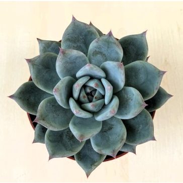 Echeveria colorata