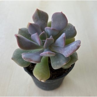 Echeveria 'Cubic Frost'
