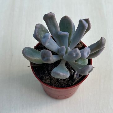 Echeveria 'Cupido'