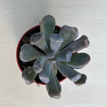 Echeveria 'Cupido'
