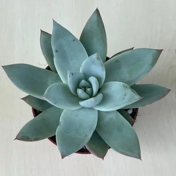 Echeveria cuspidata menchaca