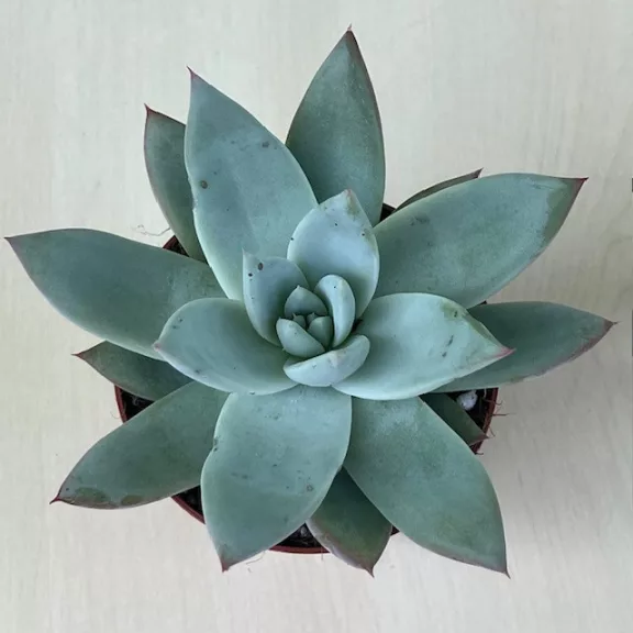Echeveria cuspidata menchaca Echeveria cuspidata menchaca