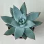 Echeveria cuspidata menchaca