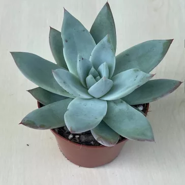 Echeveria cuspidata menchaca
