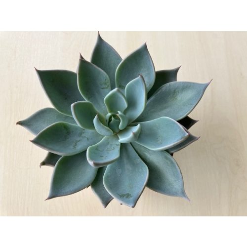 Echeveria cuspidata menchaca