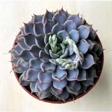 Echeveria cuspidata var. zaragoza Pink