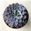 Echeveria cuspidata var. zaragoza Pink