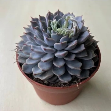 Echeveria cuspidata var. zaragoza Pink