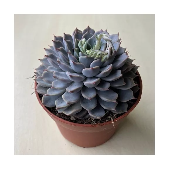 Echeveria cuspidata var. zaragoza Pink