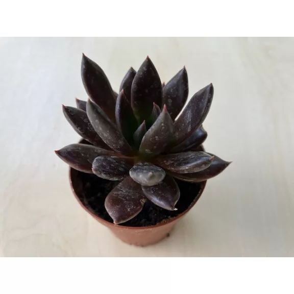 Echeveria affinis
