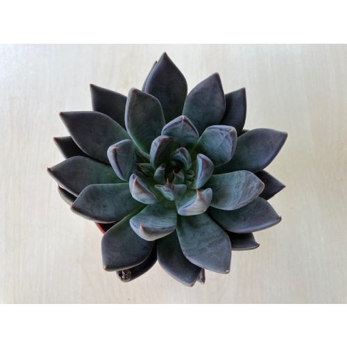 Echeveria affinis nagyobb
