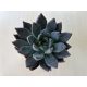 Echeveria affinis nagyobb