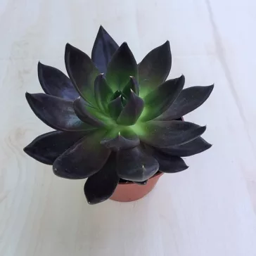 Echeveria 'Dark Prince'