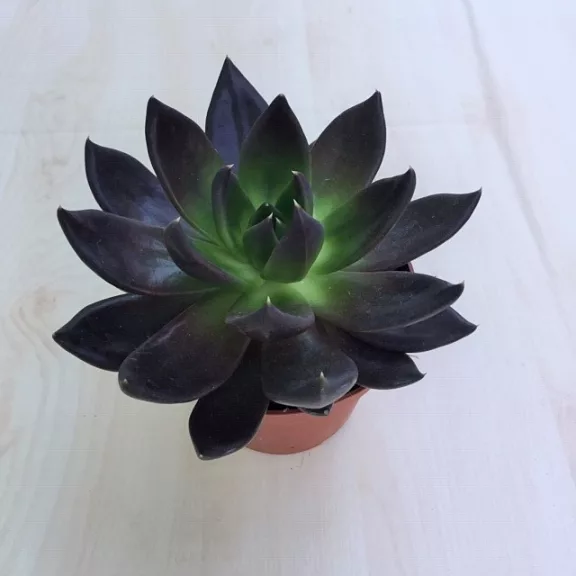 Echeveria 'Dark Prince'