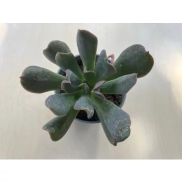 Echeveria 'Dark Vader'